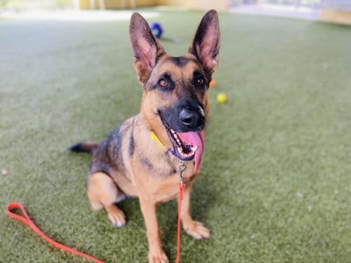 Photo of Sasha, adoptable German Shepherd Dog in West Palm Beach, Florida