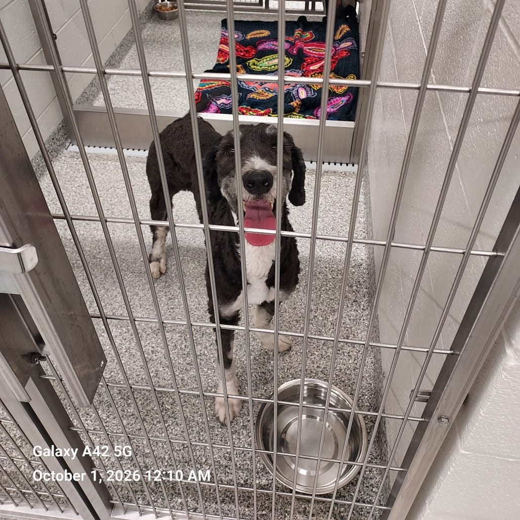 Photo of Lulu Lila, adoptable Poodle, Standard in Jacksonville, North Carolina