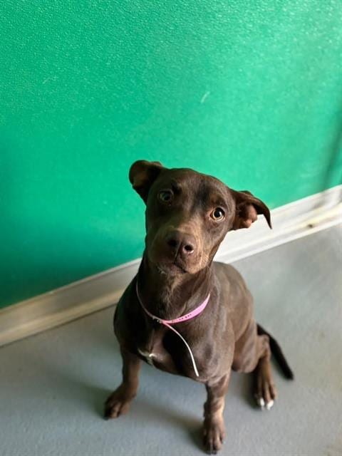 Photo of Kisses, adoptable Pit Bull Terrier in Visalia, California