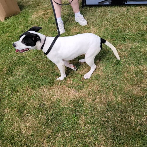 Photo of Connie Cora, adoptable Pit Bull Terrier in Marine City, Michigan