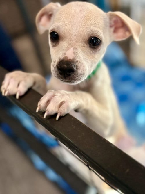 Photo of Mario, adoptable Chihuahua in Los Angeles, California