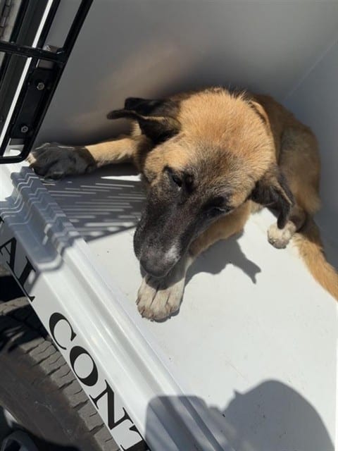 Photo of Senior German Shepherd Dog, adoptable German Shepherd Dog in Houston, Texas