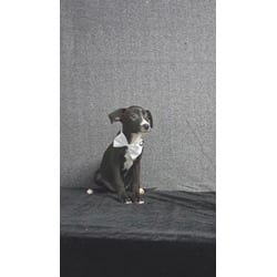 Photo of Mindy, adoptable Mixed Breed (Medium) in Medfield, Massachusetts
