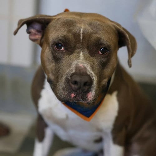 Photo of Francis, adoptable American Staffordshire Terrier in San Antonio, Texas