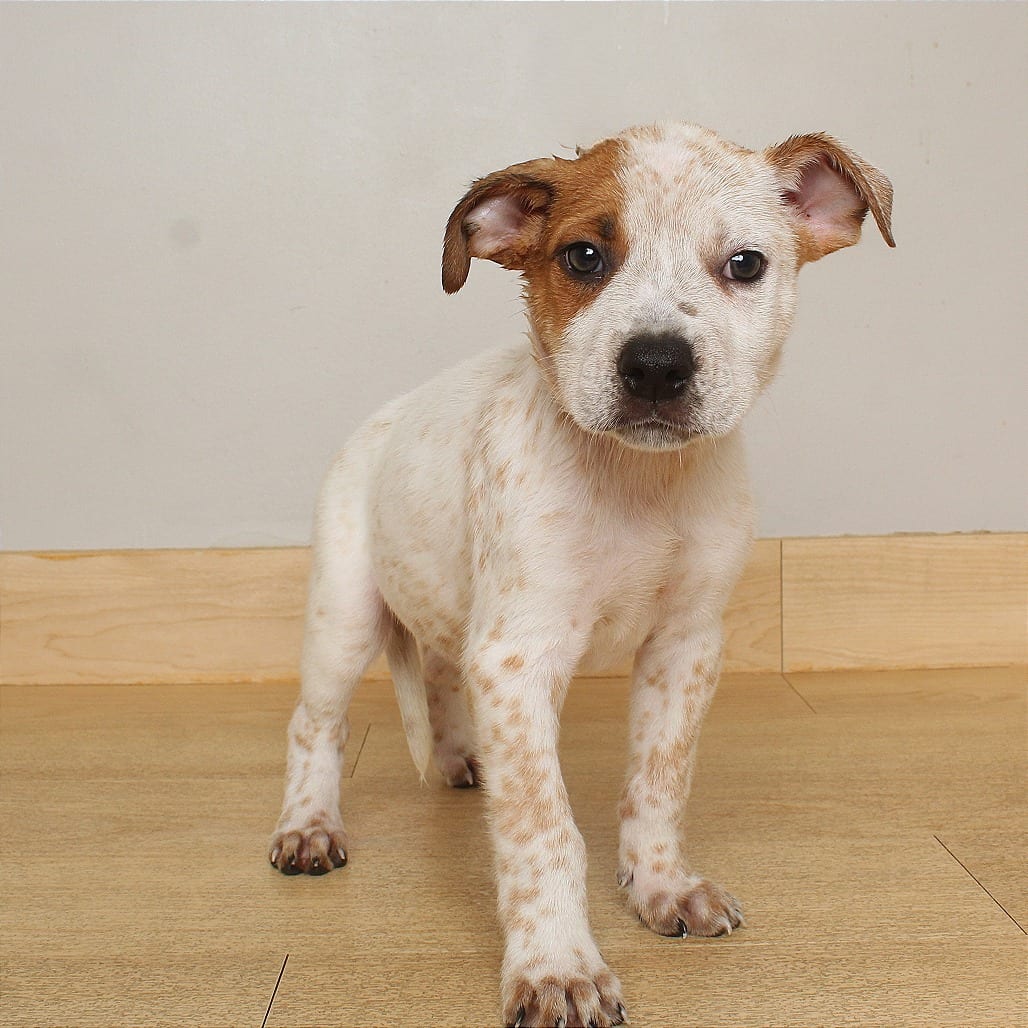 Photo of Max D71080, adoptable Shepherd, Australian / Mixed Breed (Medium) in Minnesota, Minnesota
