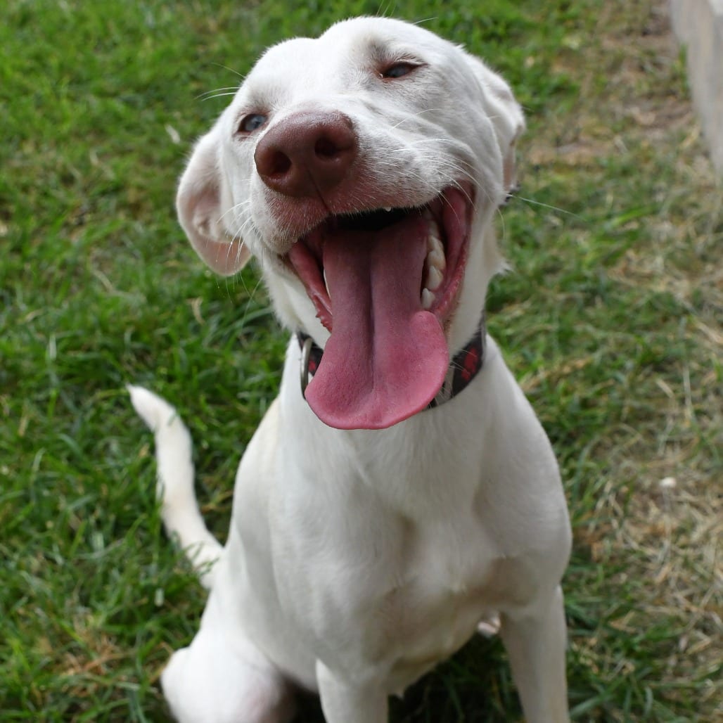 Photo of Chica, adoptable Whippet / Carolina Dog in Beaumont, Texas