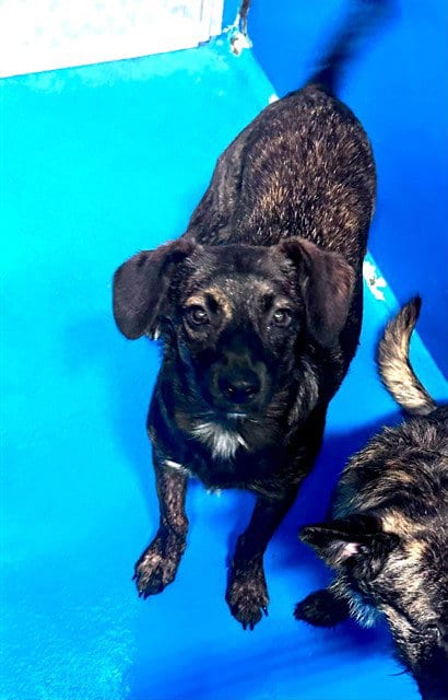 Photo of A170964, adoptable German Shepherd Dog in Bakersfield, California