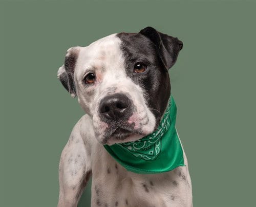 Photo of Bella, adoptable American Bulldog in St. Louis, Missouri