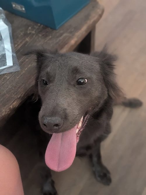 Photo of Stormy, adoptable Boykin Spaniel in garner, North Carolina