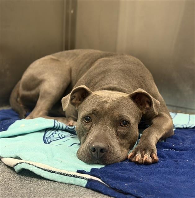 Photo of Susy, adoptable Mixed Breed