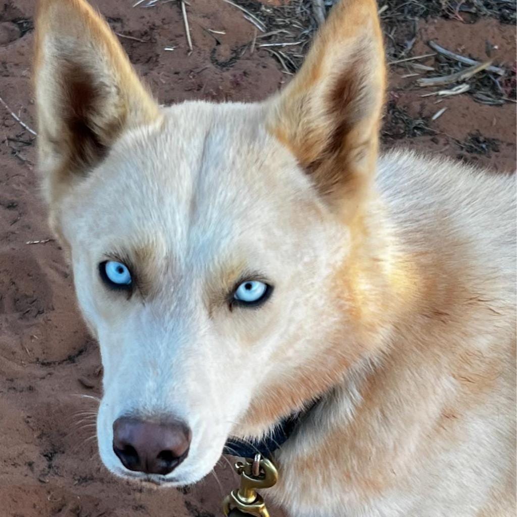 Photo of Crocodile, adoptable Husky / Mix in Kanab, Utah
