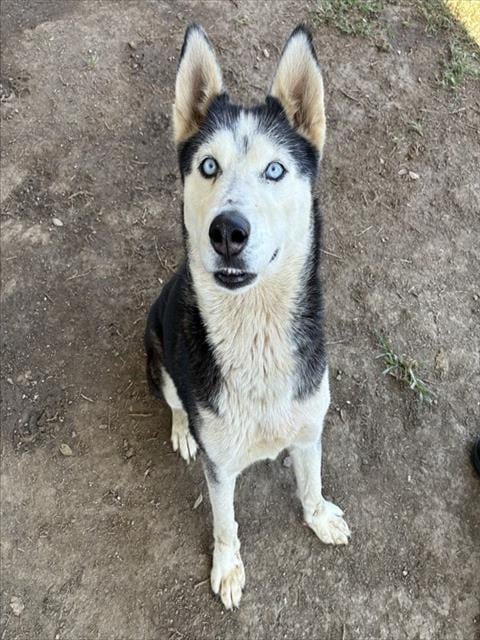 Photo of Laska, adoptable Siberian Husky in Riverside, California