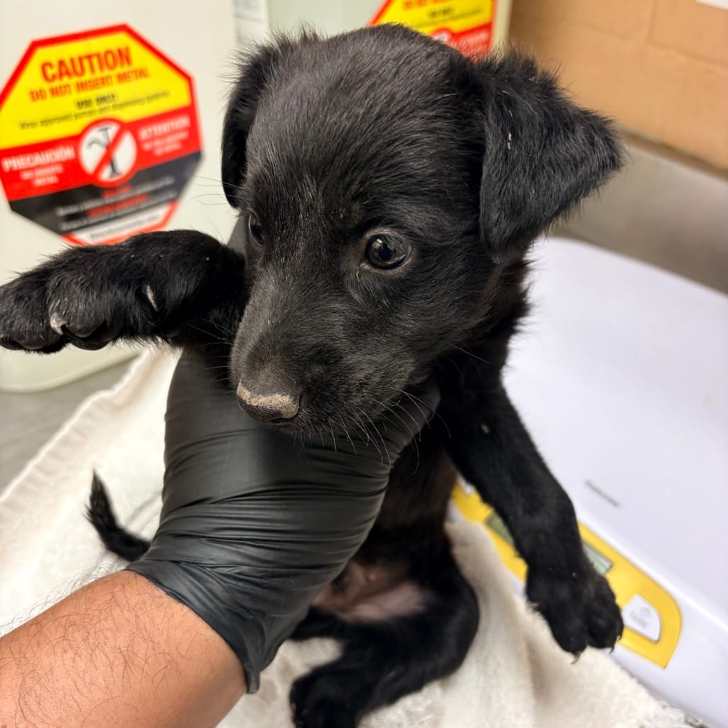 Photo of Lolo, adoptable Retriever, Labrador / Mix in Brownsville, Texas