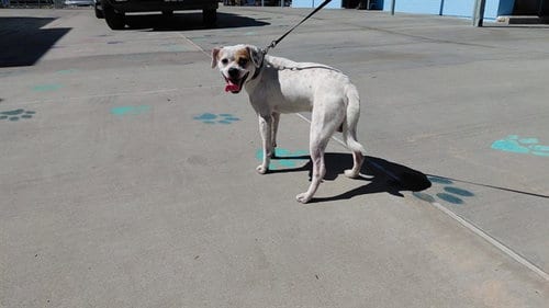 Photo of A5804710, adoptable Chihuahua in Baldwin Park, California