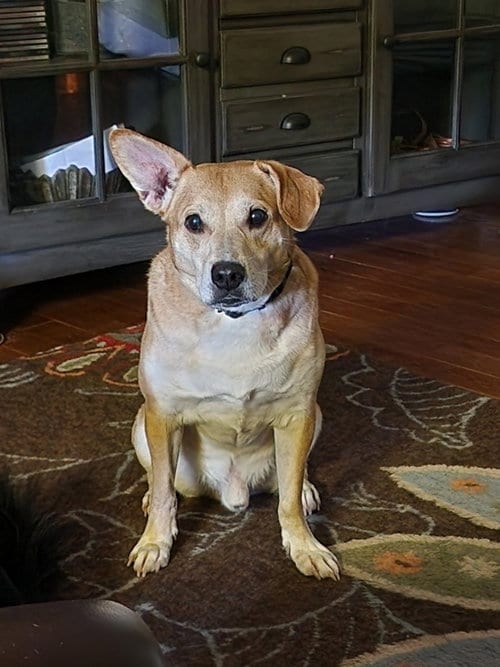 Photo of Watson, adoptable Chihuahua in Locust Grove, Georgia