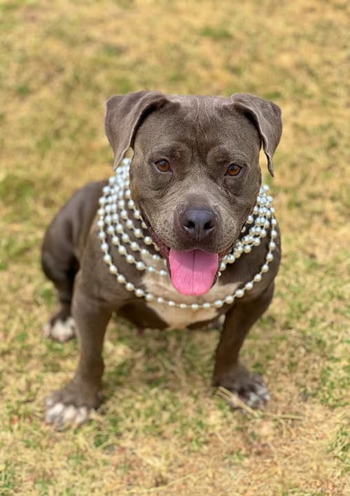 Photo of Dribbles, adoptable American Pit Bull Terrier in McKinney, Texas