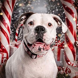 Photo of Bonnie, adoptable Boxer in Wethersfield, Connecticut
