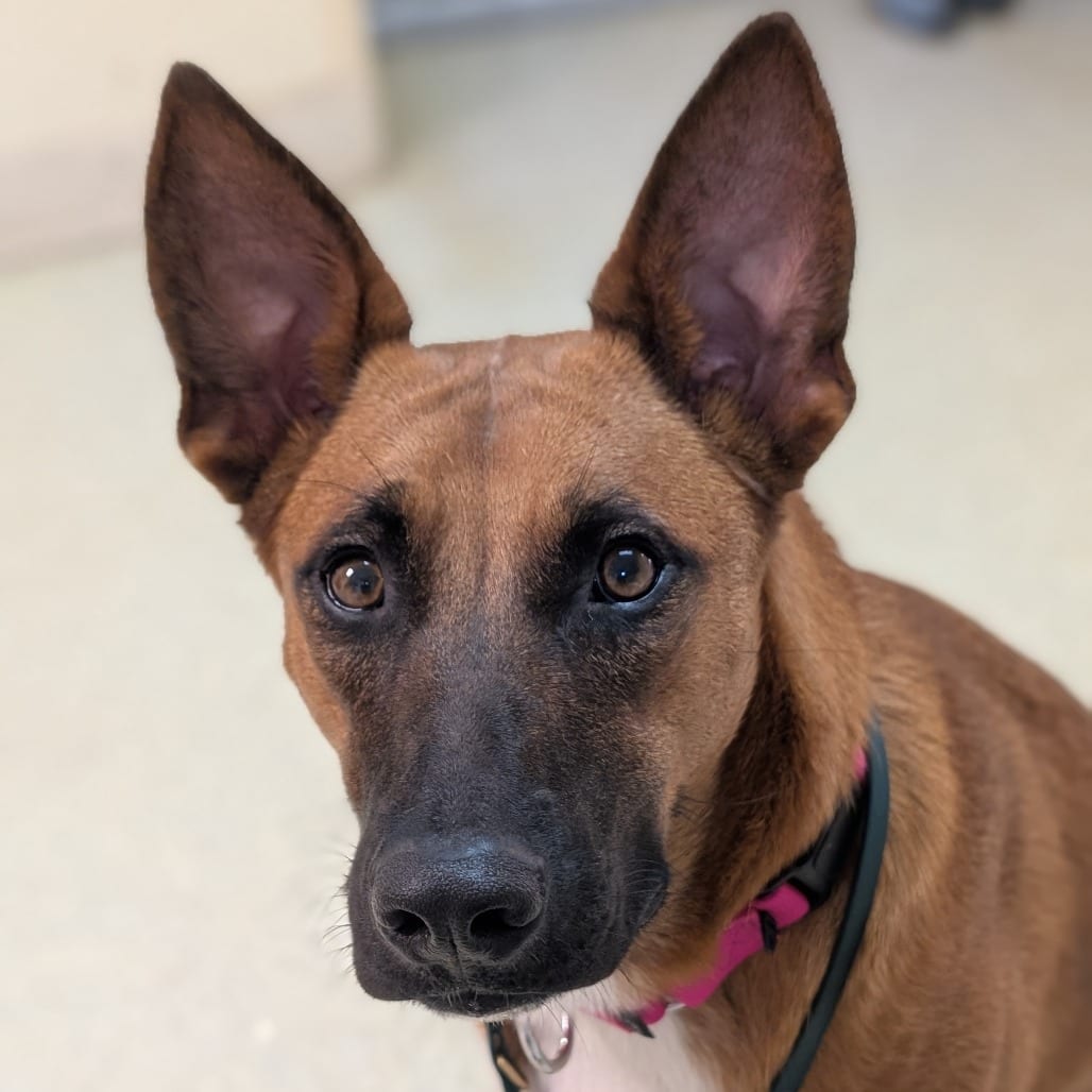 Photo of Marie, adoptable Shepherd, German / Mix in Riverwoods, Illinois