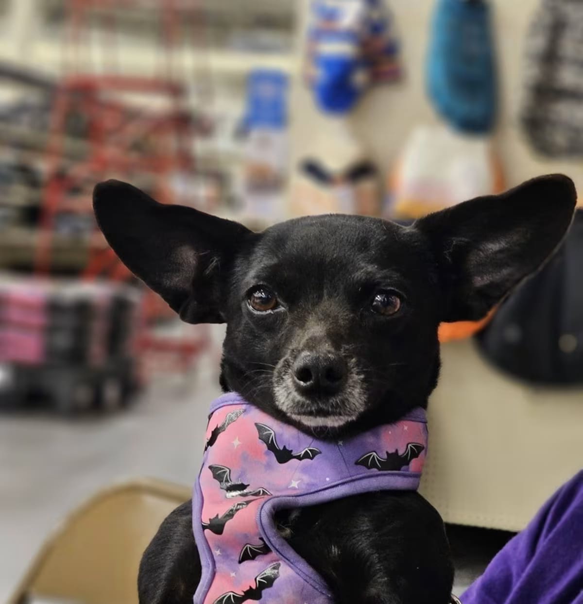 Photo of Lupe, adoptable Chihuahua in Gretna, Florida