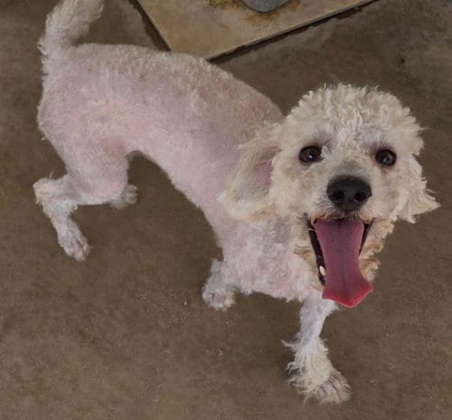 Photo of Cisco, adoptable Poodle (Miniature) in San Antonio, Texas