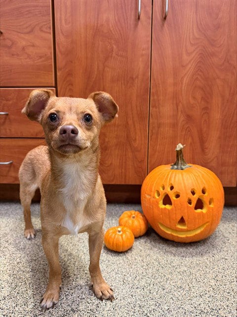Photo of Ozzy, adoptable Chihuahua in Fort Myers, Florida