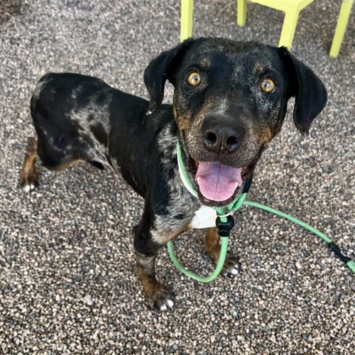 Photo of Ella Mai, adoptable Catahoula Leopard Dog in Mesa, Arizona