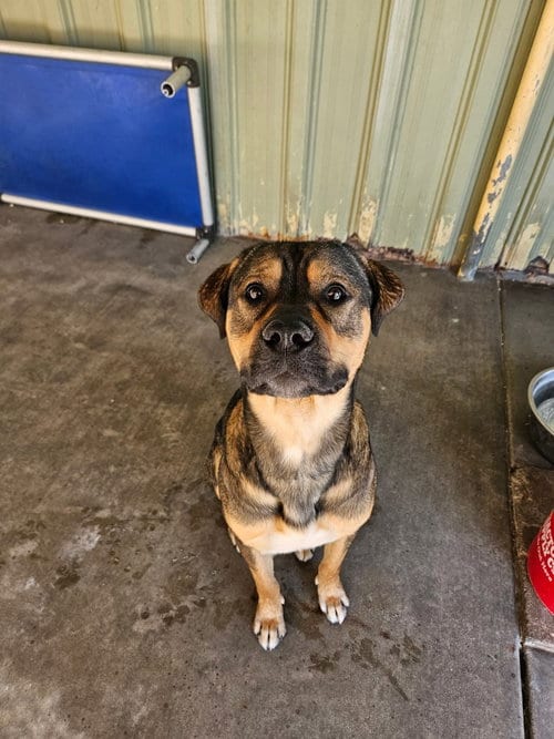 Photo of Paul, adoptable Rottweiler in El Centro, California
