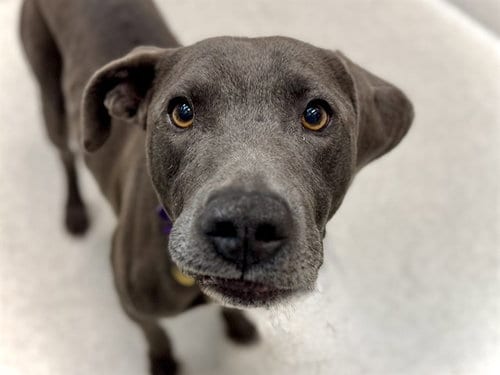 Photo of Kaine, adoptable Pit Bull Terrier in Denver, Colorado
