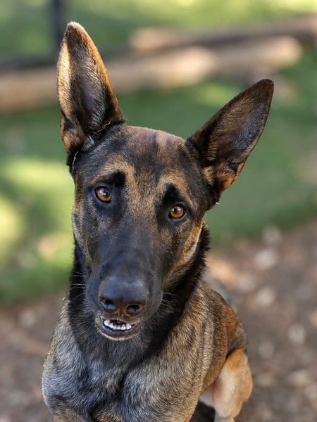 Photo of Niko, adoptable Belgian Shepherd Malinois in Fremont, California