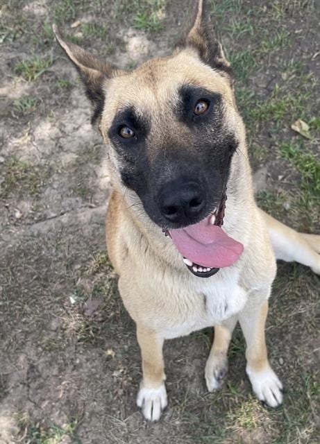 Photo of Sally, adoptable German Shepherd Dog in Riverside, California