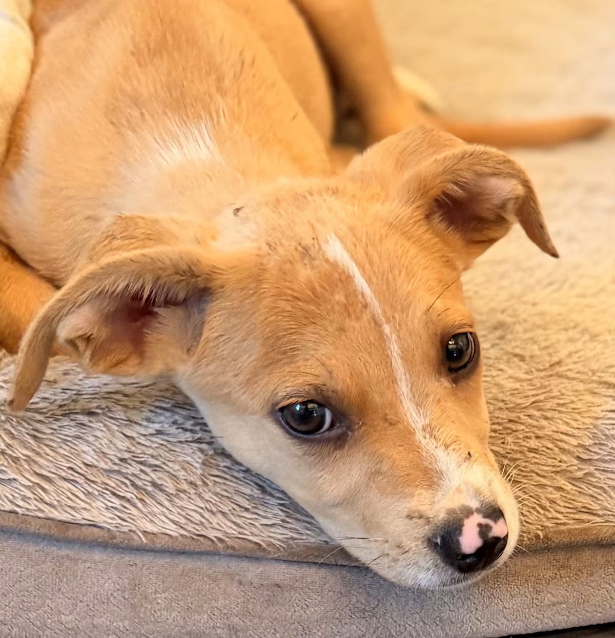 Photo of Fig, adoptable Jack Russell Terrier in Romeoville, Illinois
