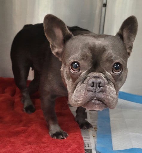 Photo of Minnie, adoptable French Bulldog in Van Nuys, California