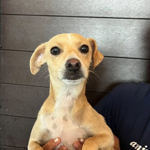 Photo of Stella, adoptable Unknown breed in Rancho Santa Fe, California
