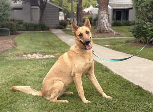 Photo of Sunny, adoptable German Shepherd Dog in San Jose, California