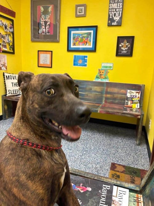 Photo of Sissy, adoptable Labrador Retriever in Farmerville, Louisiana