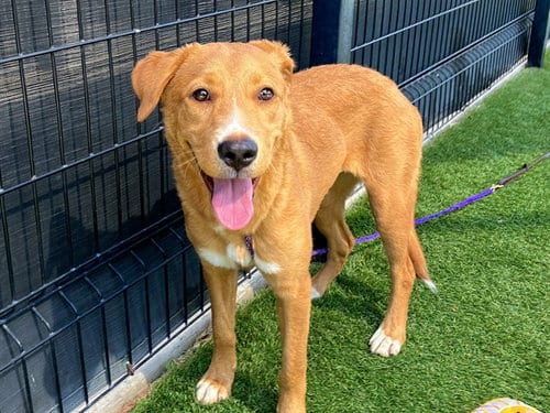 Photo of Ninetails, adoptable Labrador Retriever in Orange, California