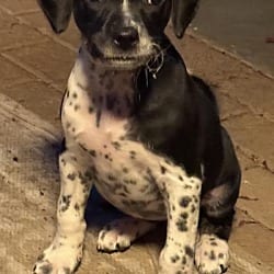 Photo of Paprika, adoptable Dalmatian in Vancouver, Washington