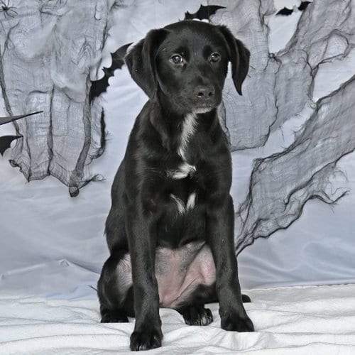 Photo of Dusky, adoptable Unknown breed in Rancho Santa Fe, California