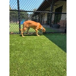 Photo of Bear, adoptable Mixed Breed (Medium) in Baton Rouge, Louisiana