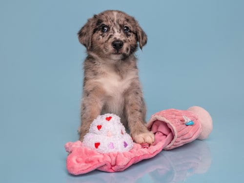 Photo of Date: Bumble, adoptable Australian Shepherd in Romoland, California