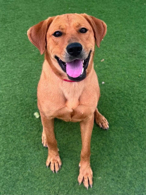 Photo of Myra, adoptable Labrador Retriever in Agoura, California