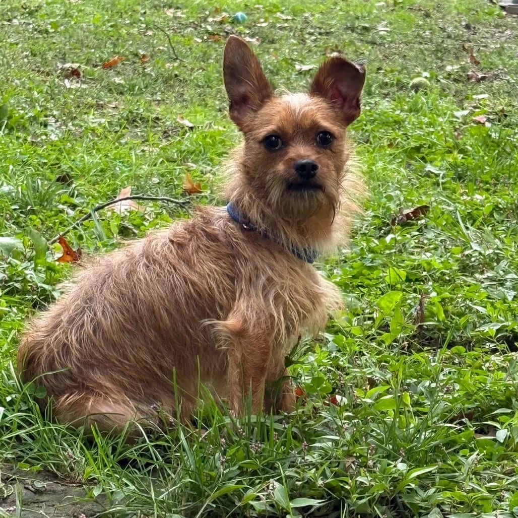 Photo of Bruno, adoptable Chihuahua in West Chester, Pennsylvania