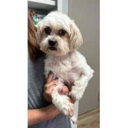 Photo of Penny, adoptable Shih Tzu in Medfield, Massachusetts