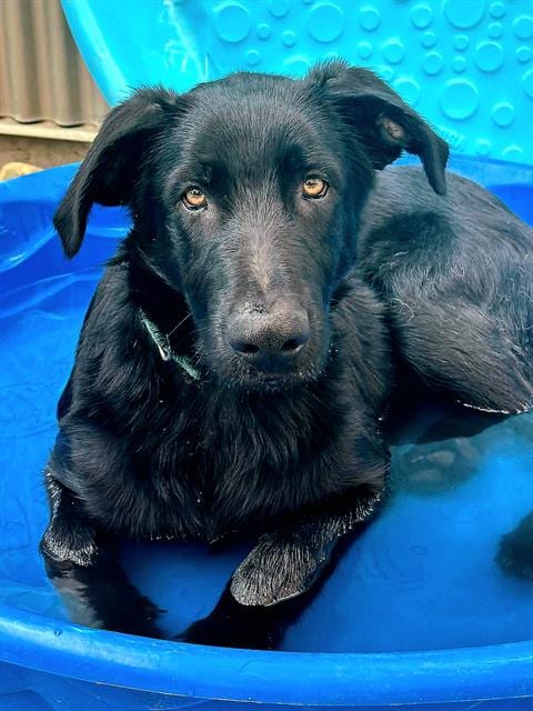 Photo of Franz, adoptable German Shepherd Dog in Sacramento, California
