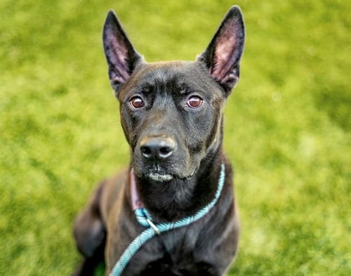 Photo of Odysseus, adoptable German Shepherd Dog in San Jose, California