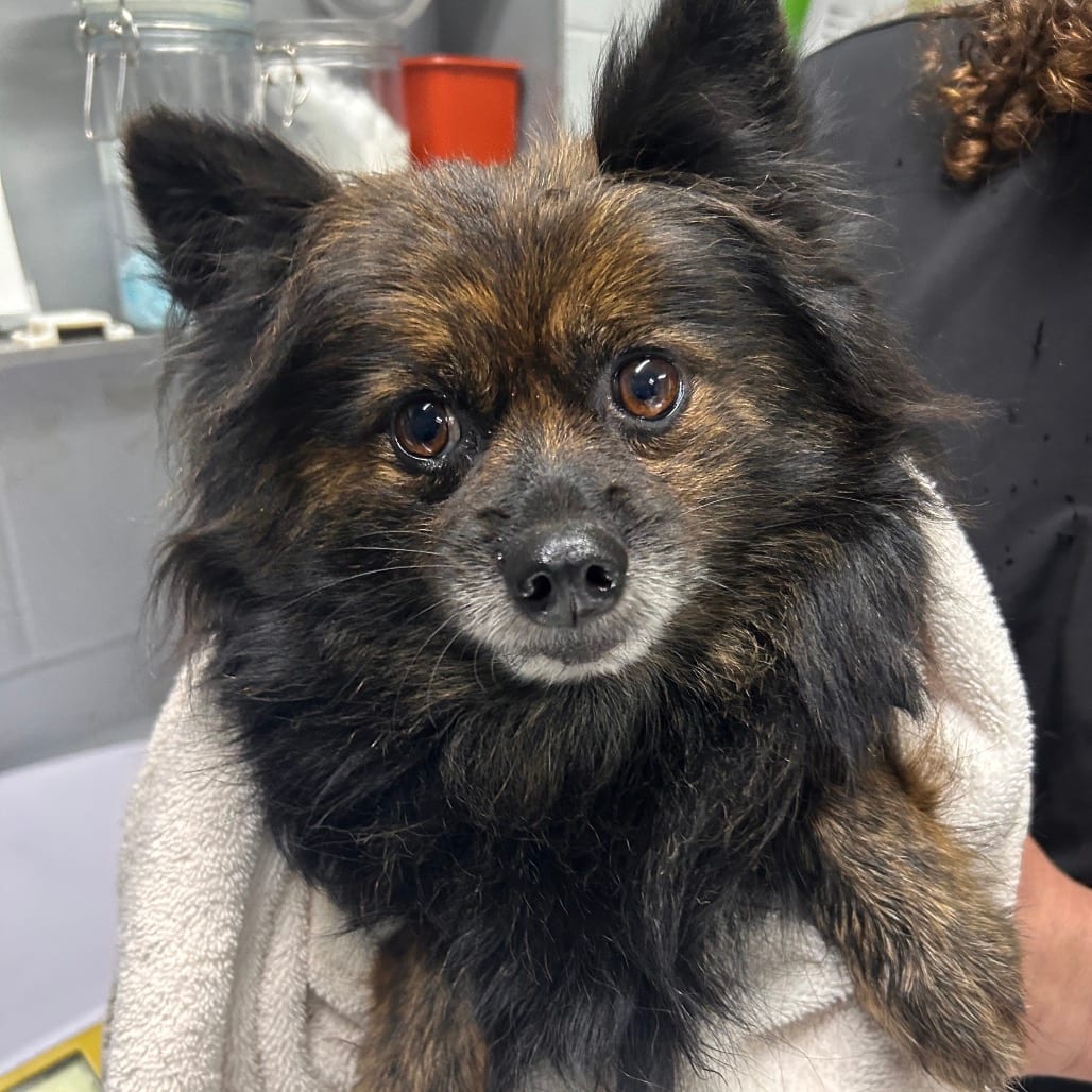 Photo of Shay, adoptable Pomeranian in Summerville, South Carolina