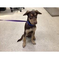Photo of Peppercorn, adoptable Doberman Pinscher Husky in Jurupa Valley, California