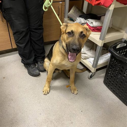 Photo of Cowboy, adoptable German Shepherd Dog in Modesto, California