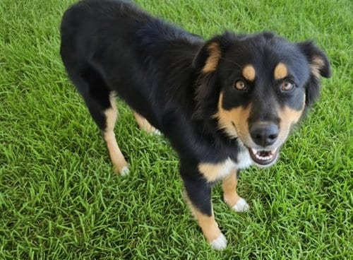 Photo of Royce, adoptable Australian Shepherd in Albuquerque, New Mexico