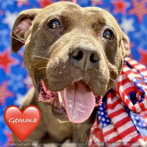 Photo of Gemma, adoptable Pit Bull Terrier in Chicago Ridge, Illinois